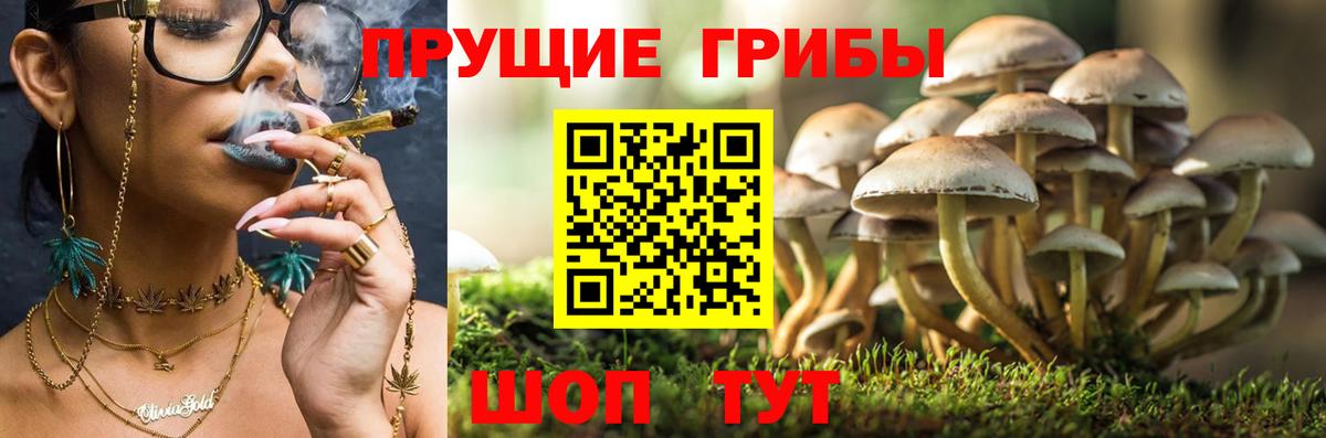 Галлюциногенные грибы Psilocybe  Галлюциногенные грибы GOLDEN TEACHER  Вход с VPN  Жигулёвск 